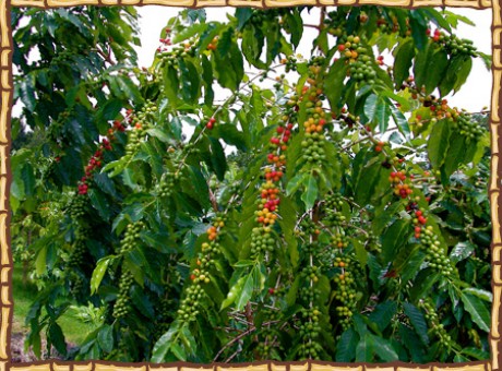 photo_BRANCHES