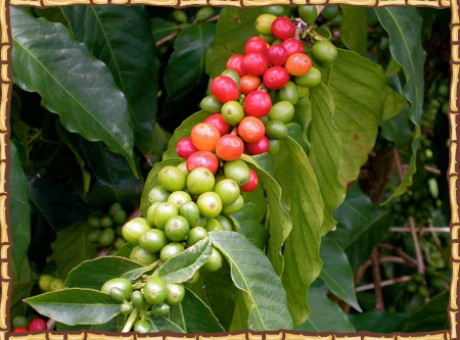 photo_beans1
