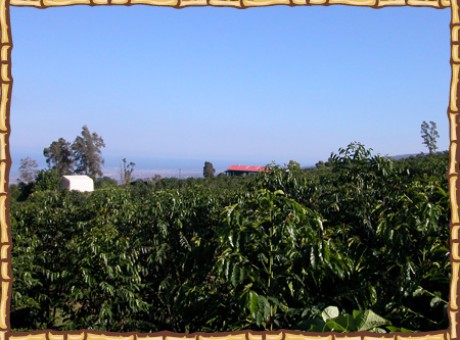 photo_farm