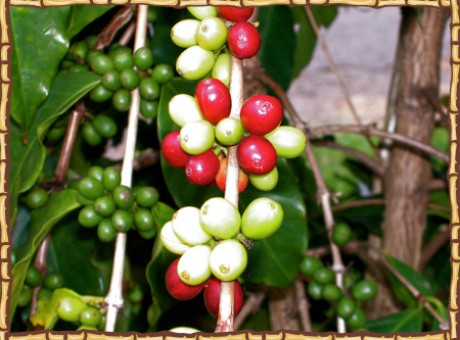 photo_morebeans