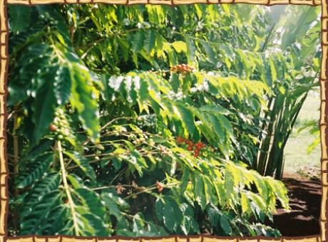photo_tree2