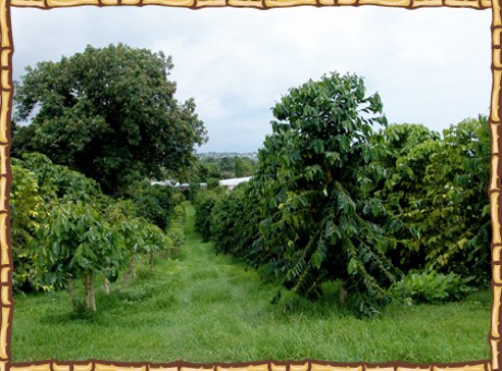 photo_trees