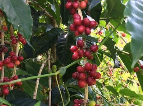 2015cherry